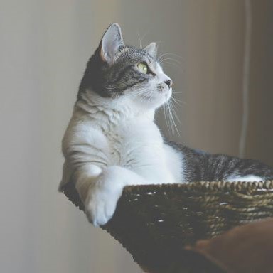 Picture for category Cat Supplements